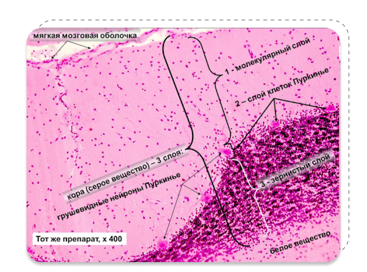 Головной мозг гистология презентация