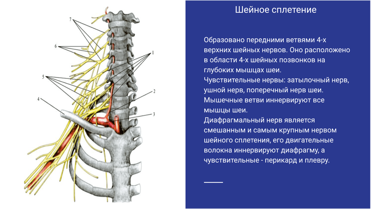 Шейное нервное сплетение