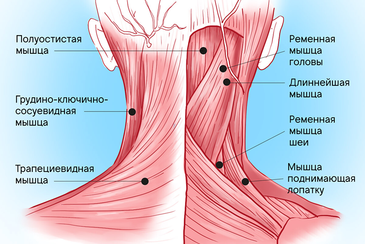 Расположение ключевых мышечных групп региона