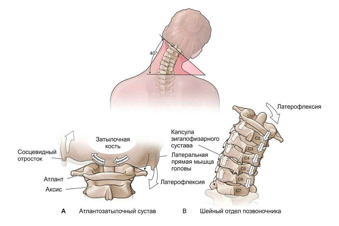 Шейный отдел позвоночника картинка где заканчивается