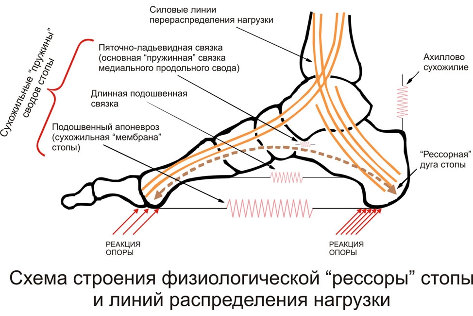 Связки на ноге схема