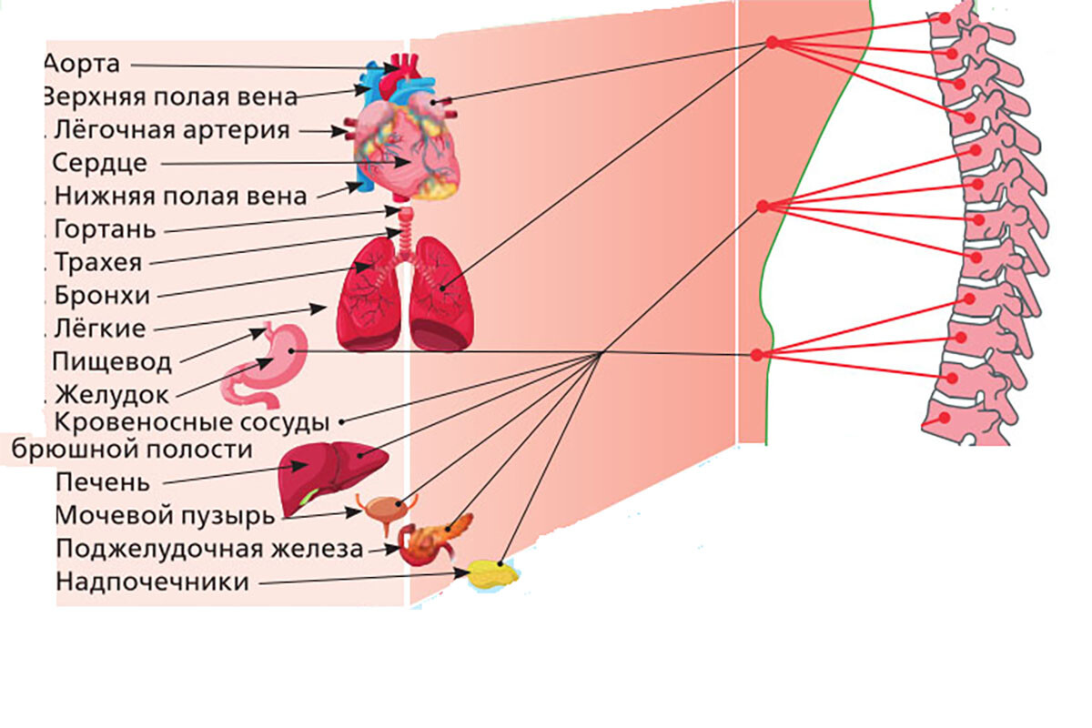 Биомеханика грудного отдела позвоночника. Статьи