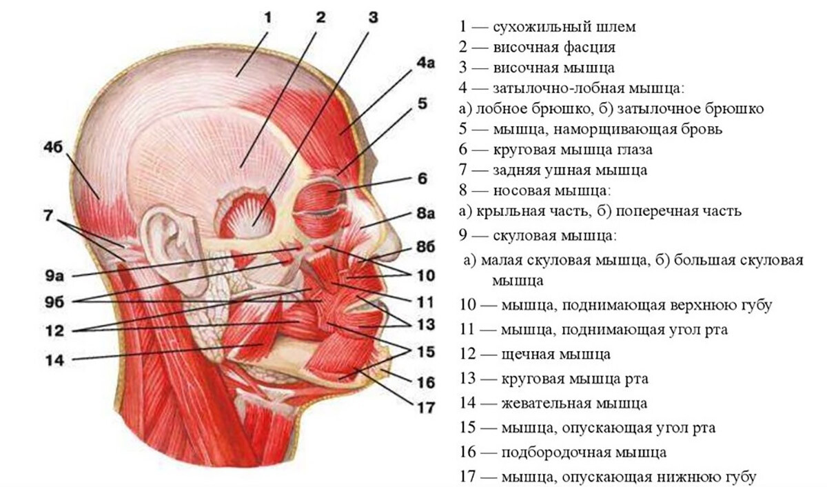 Мимические и жевательные мышцы: m. masseter (14), m. temporalis (3), m. orbicularis oculi (6).